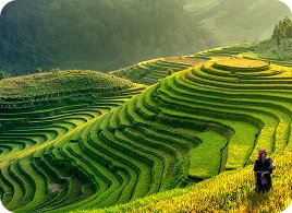 Agriculture